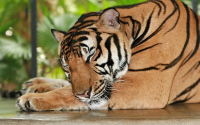 The Fake in Fake News: Save A Tiger, Lose A Public